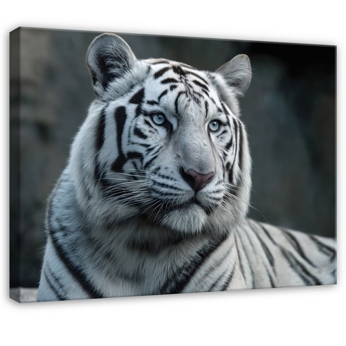 Leinwand tiger tiere natur - leinwand,