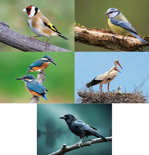 Ansichtskarte vögel - ansichtskarte,