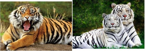 Ansichtskarte tiger - d,