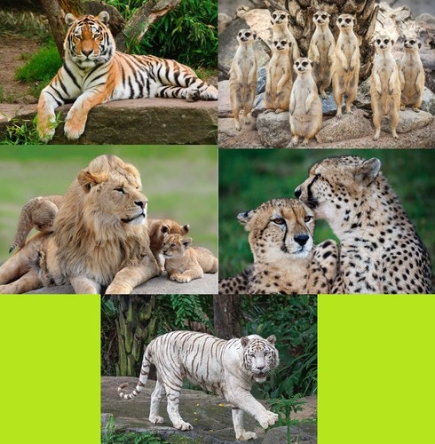 Ansichtskarte tiger löwe - ansichtskarte,