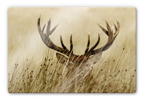 Glasbild wachsamer hirsch - wachsamer,