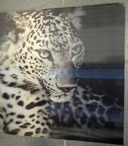 Bild leopard ohne rahmen - bild,