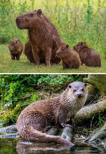 Tischset capybaras o - tischset,