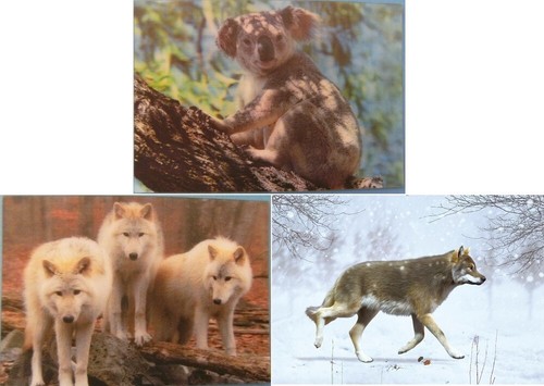 Ansichtskarte koala wolf - koala,