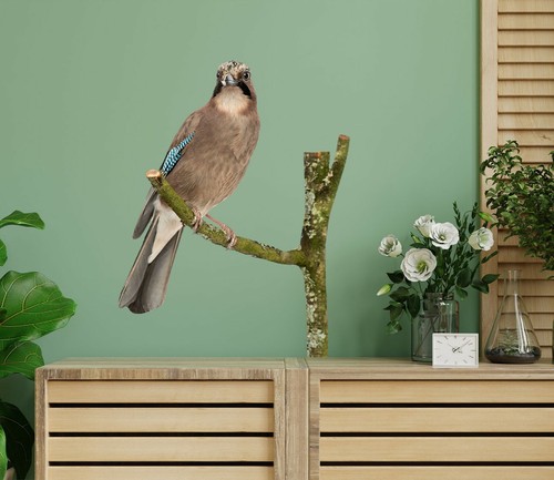 Astvogel h740 tier - astvogel,
