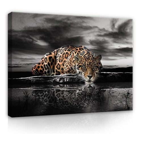 Tiger tiere katze - tiere,