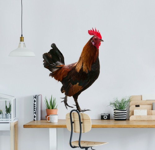 Huhn schwanz c65 tier - schwanz,